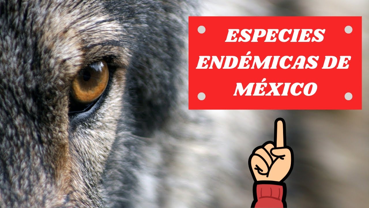 ESPECIES END&Eacute;MICAS DE M&Eacute;XICO FAUNA Y FLORA PLANTAS Y ANIMALES &iquest;QU&Eacute; ES UNA ESPECIE END&Eacute;MICA?