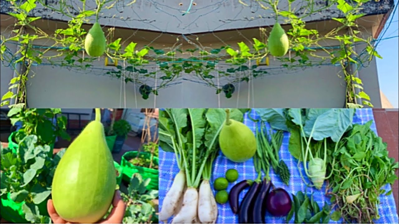 Beautiful Organic Vegetable Harvesting From My Beautiful Rooftop Vegetable Garden