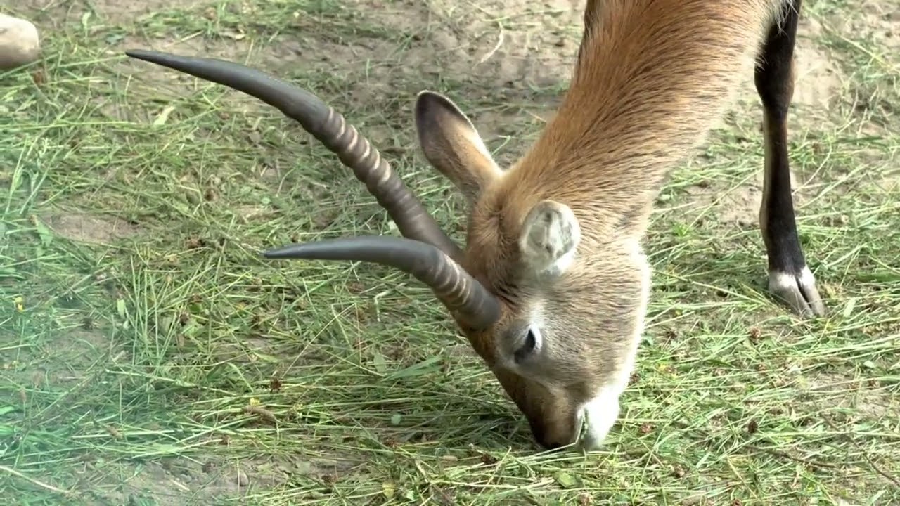 La gazelle Joyeuse 