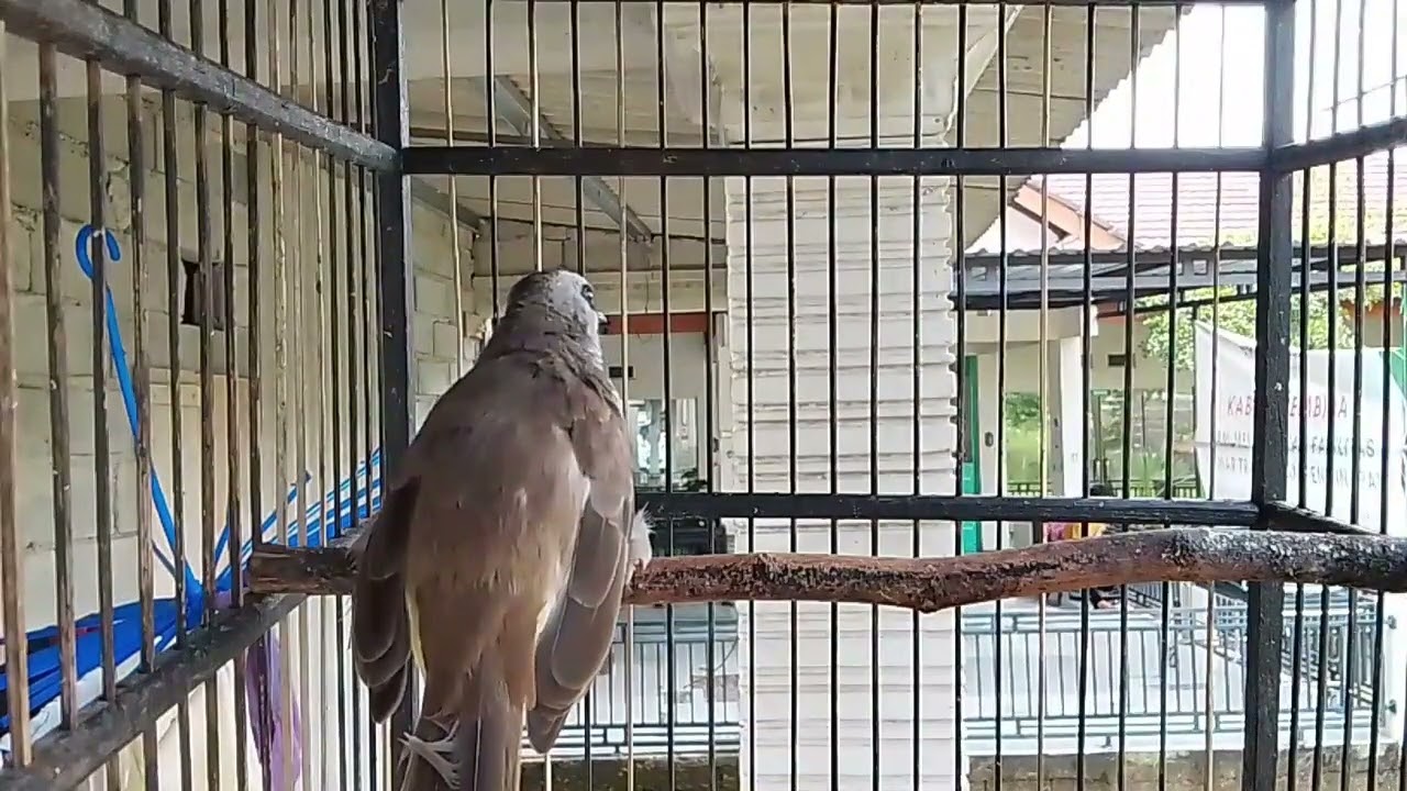Kicauan burung trucukan
