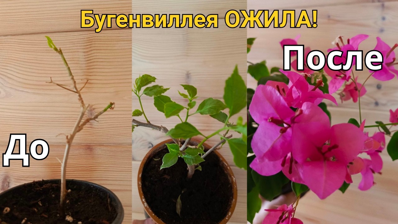 Бугенвиллея ОЖИЛА! Что делать, если саженец замер и не растет?