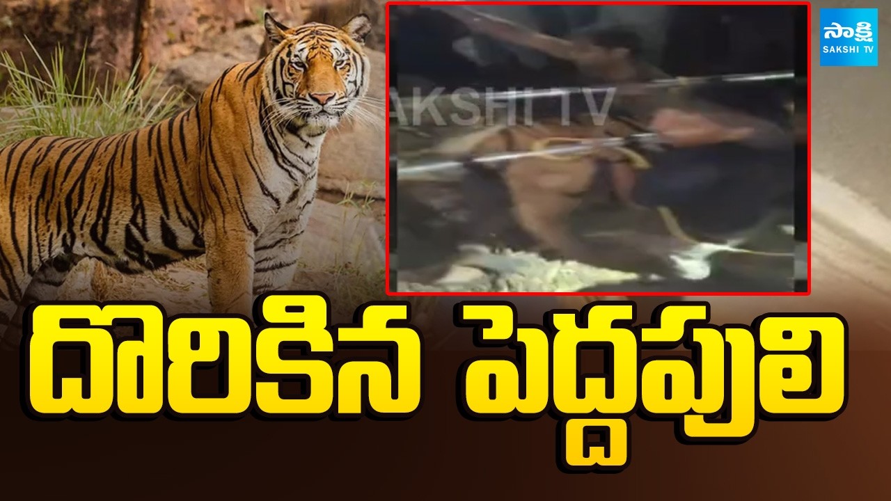 దొరికిన  పెద్దపులి: East Godavari Rajahmundry Tiger Found | @SakshiTV