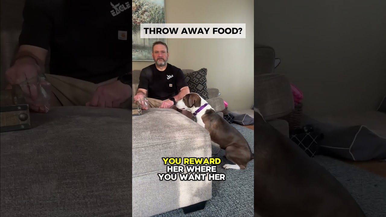 How To Get Off Couch | Dog Training