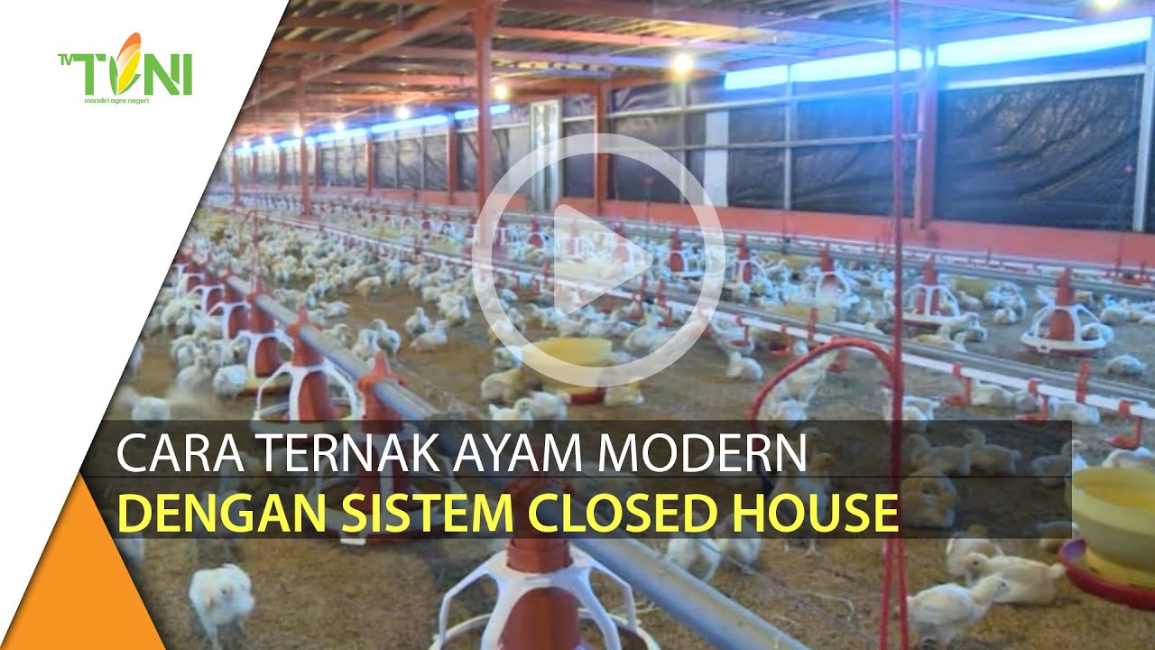 Mengenal Cara Ternak Ayam Dengan Sistem Closed House