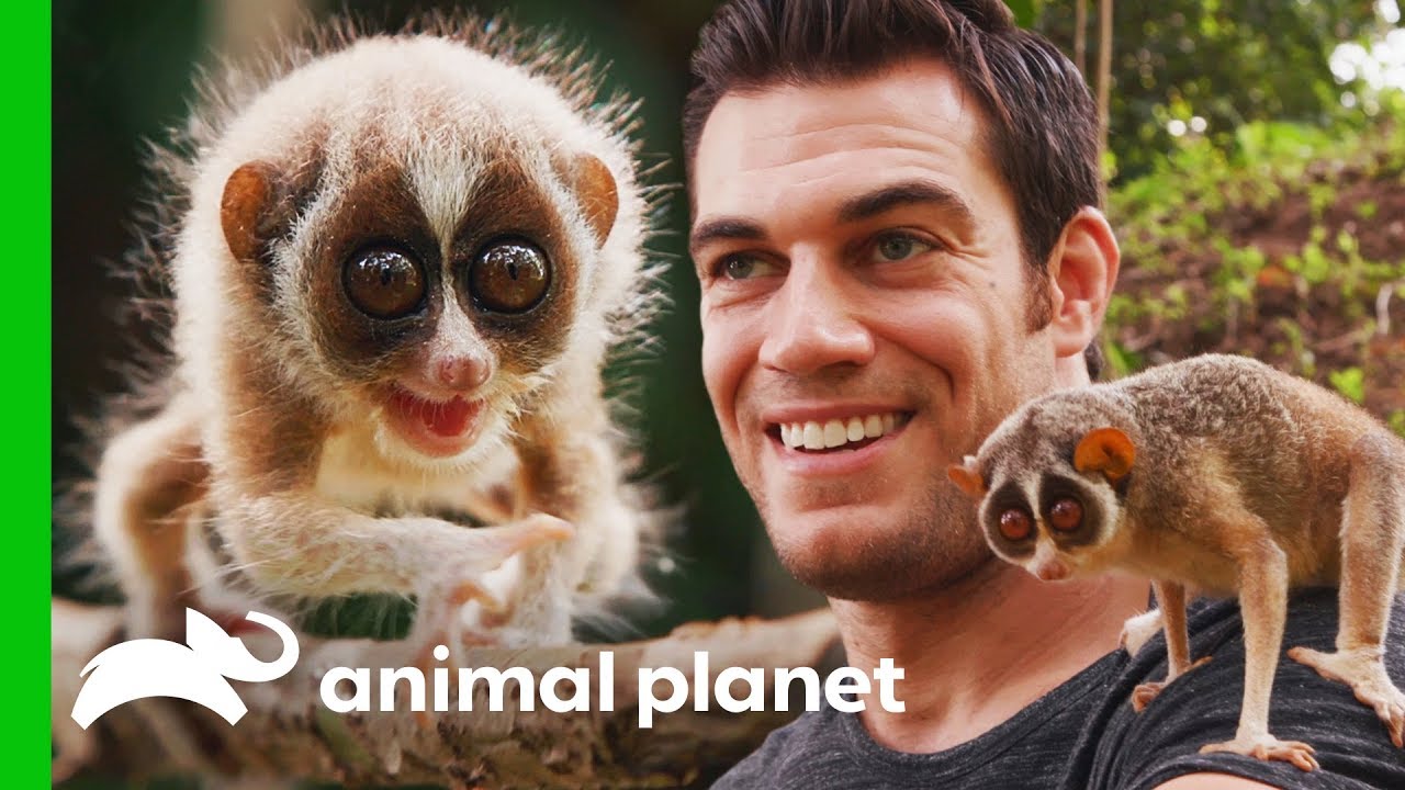 Dr. Evan Meets One Of The World's Most Fascinating Primates | Evan Goes Wild