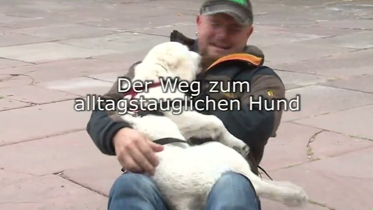 Der Weg zum alltagstauglichen Hund-mit Holger Schüler