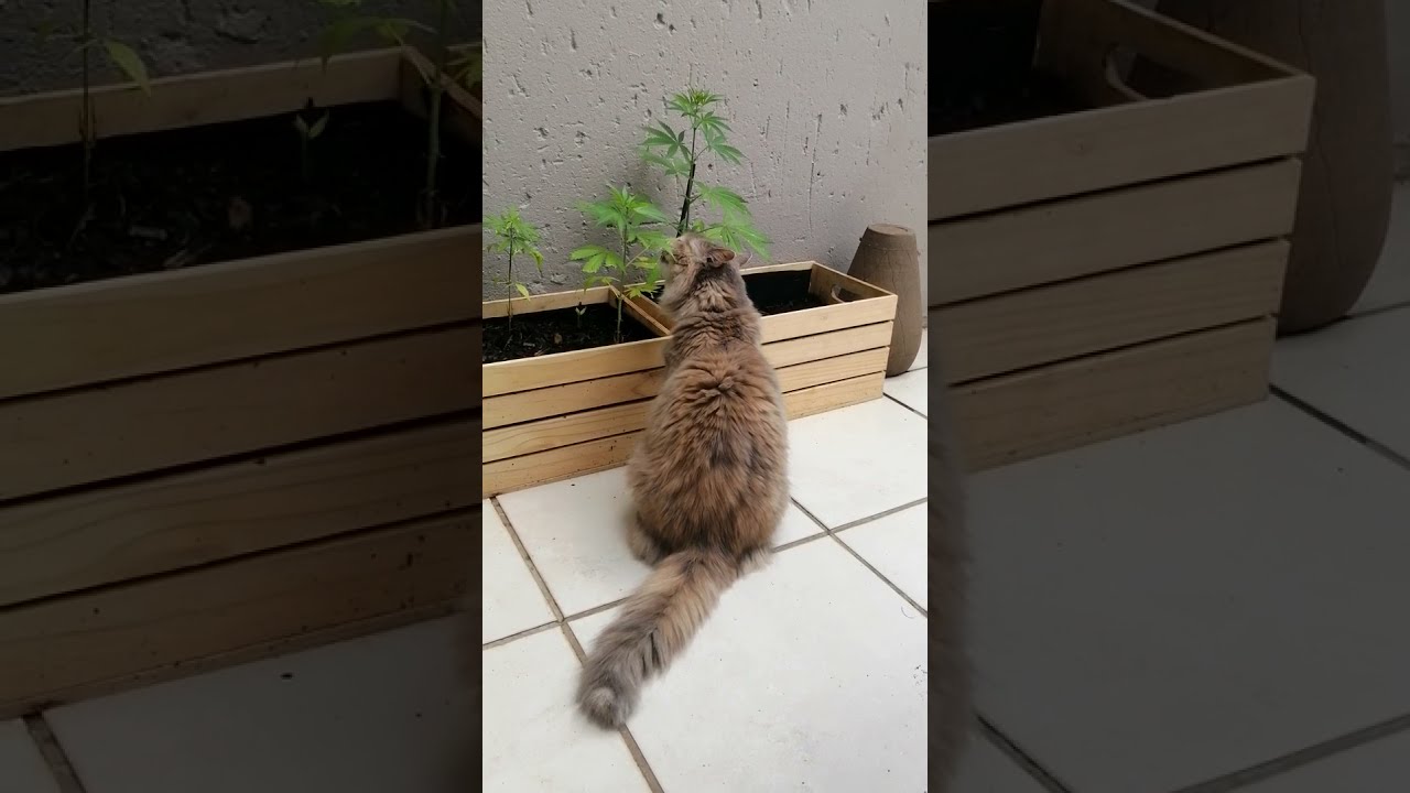 Stoner cat
