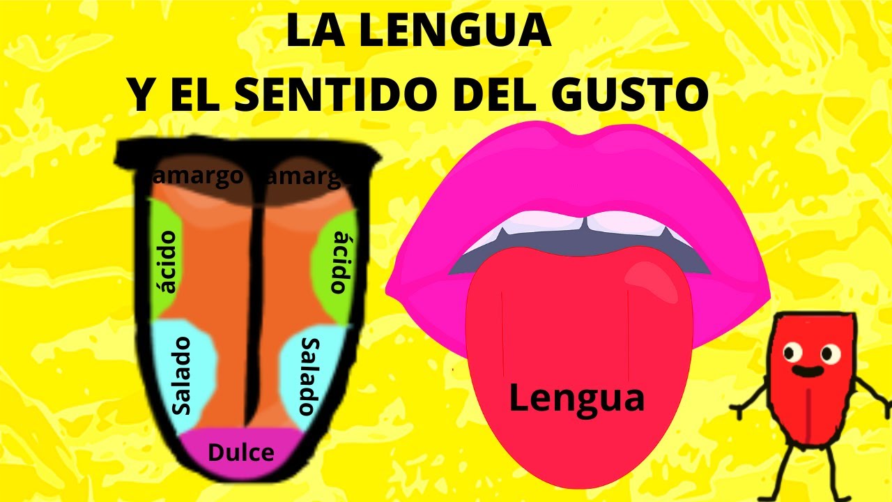 LA LENGUA Y EL SENTIDO DEL GUSTO PARA NIÑOS/ LA LENGUA EN ESPAÑOL/ EL SENTIDO DEL GUSTO EN ESPAÑOL