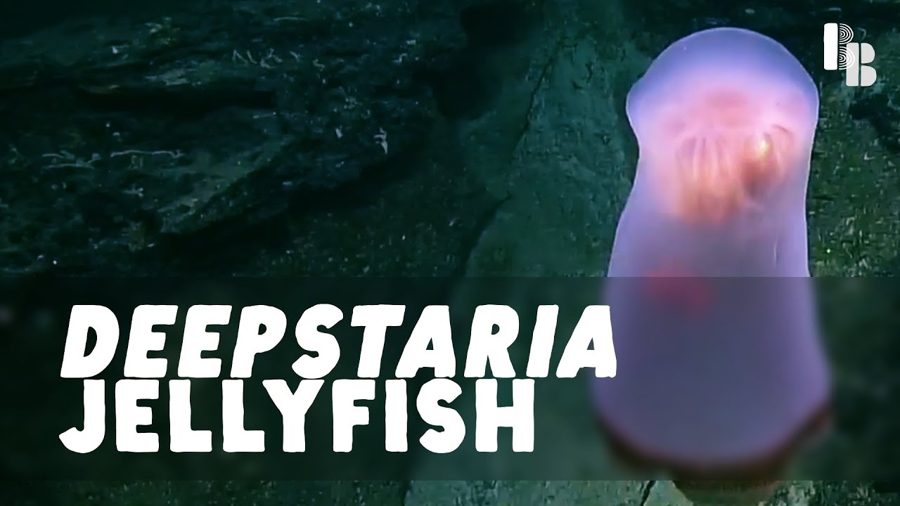 A Deep Sea Ghost