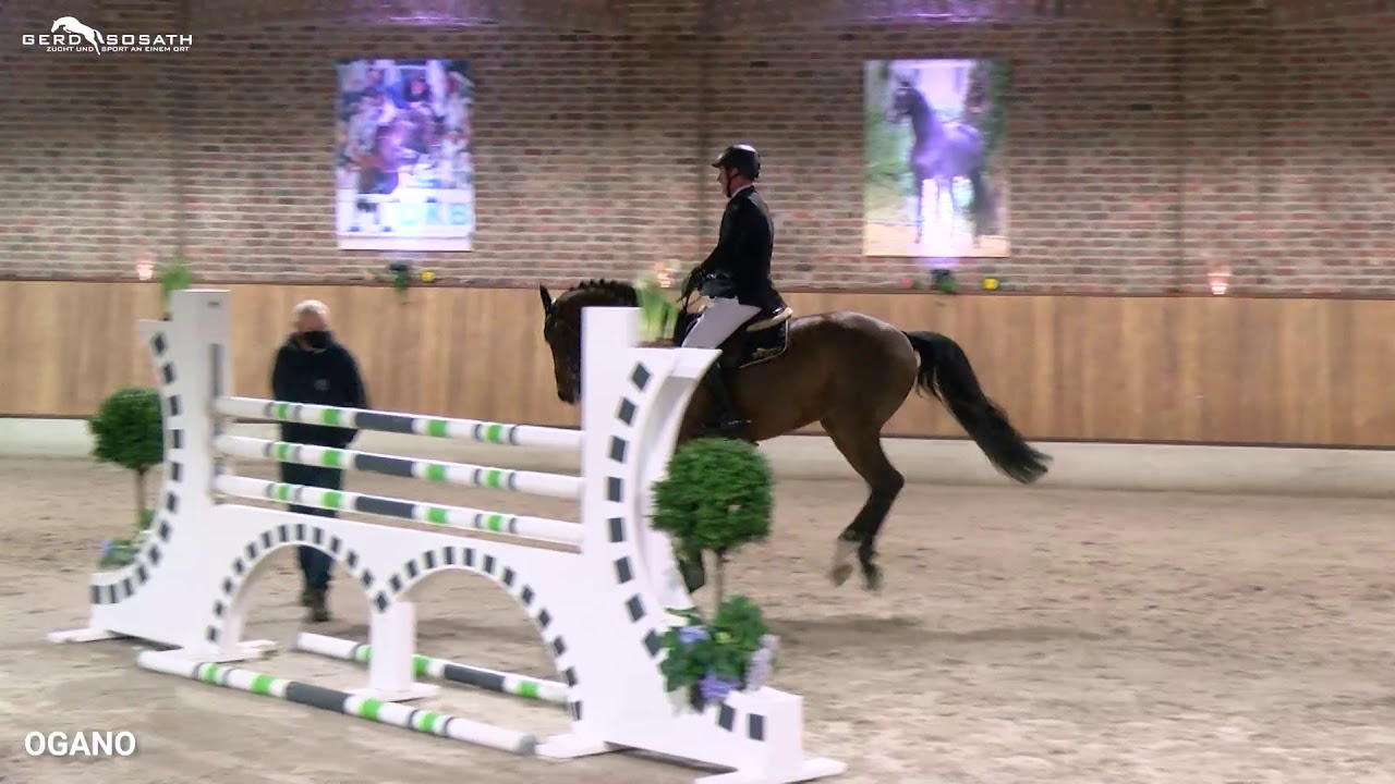 Ogano *2012 by Ogano Sitte x Diarado (Sosath Stallion Show 2021)