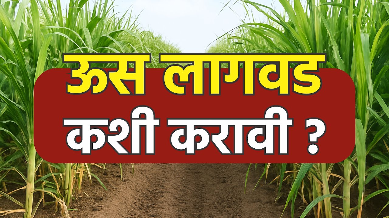 ऊस लागवड कशी करावी ? भाग 1 How to plant sugarcane? Episode 1