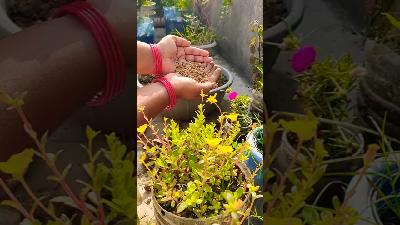 How to grow spanish at home 💚 step by step! #gardening #organic #farming #shorts #ytshorts #spanish
