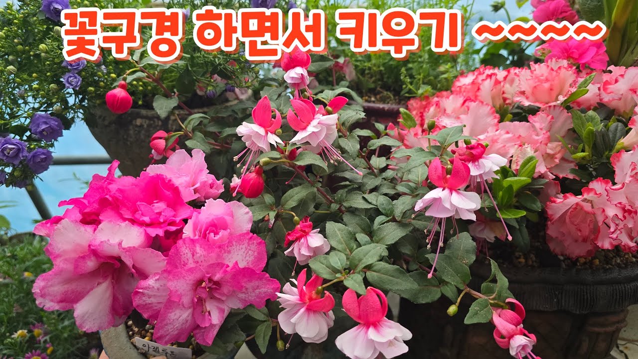 #꽃구경 하면서 #키우기 알아보기