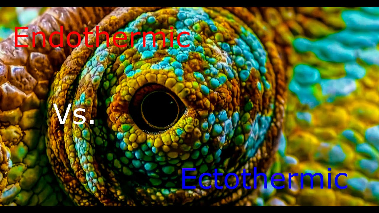 Endothermic Vs. Ectothermic. Why I eat  a lot.