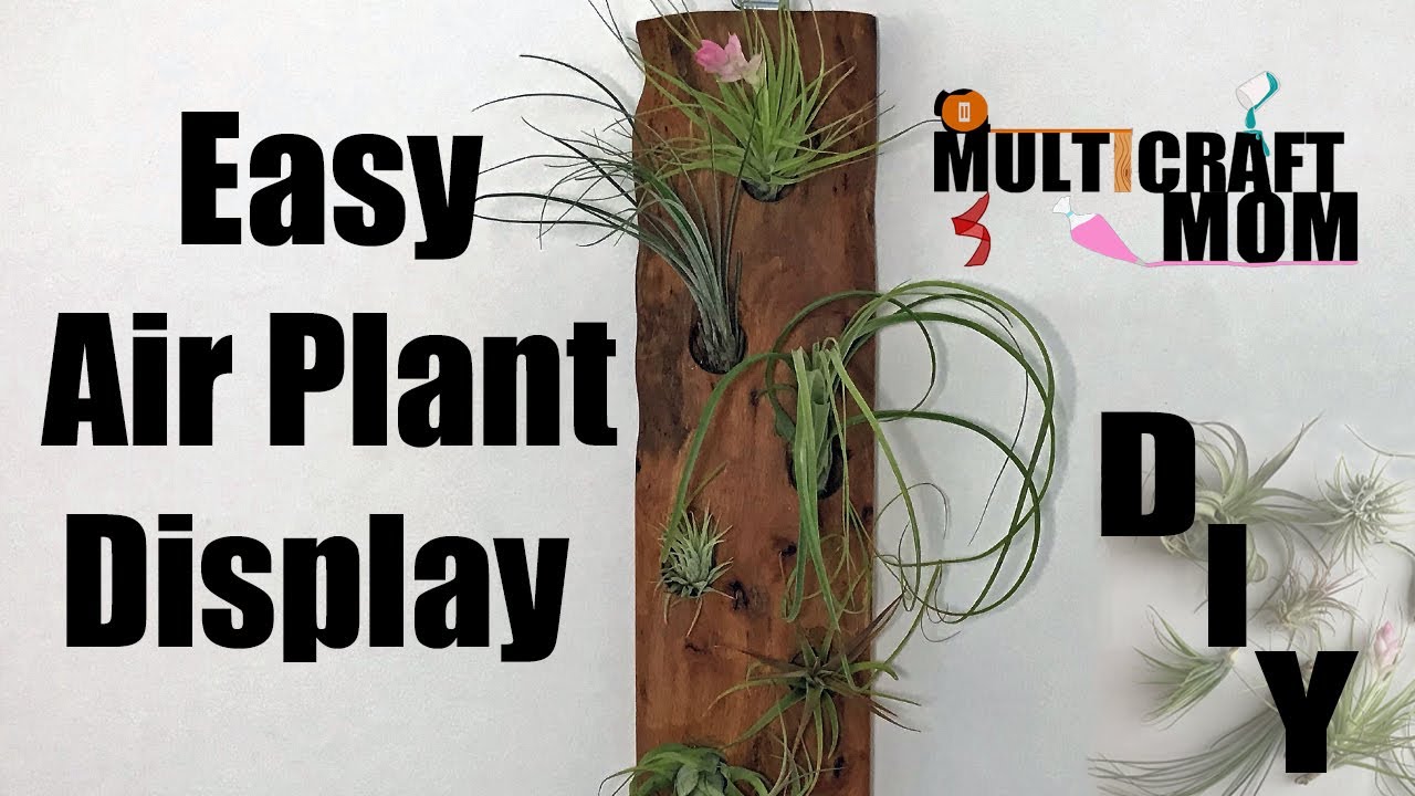 Air Plant Holder - Easy display