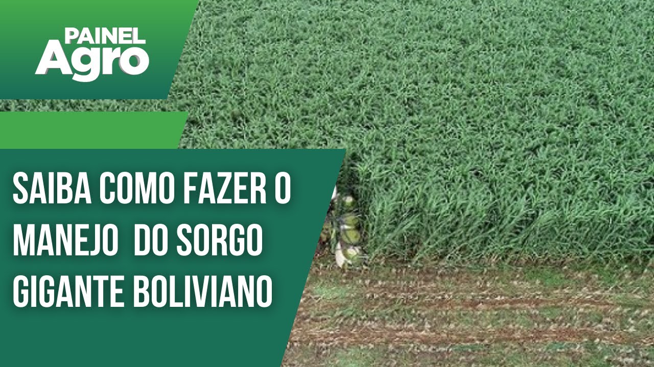 Saiba como fazer o manejo do sorgo gigante boliviano