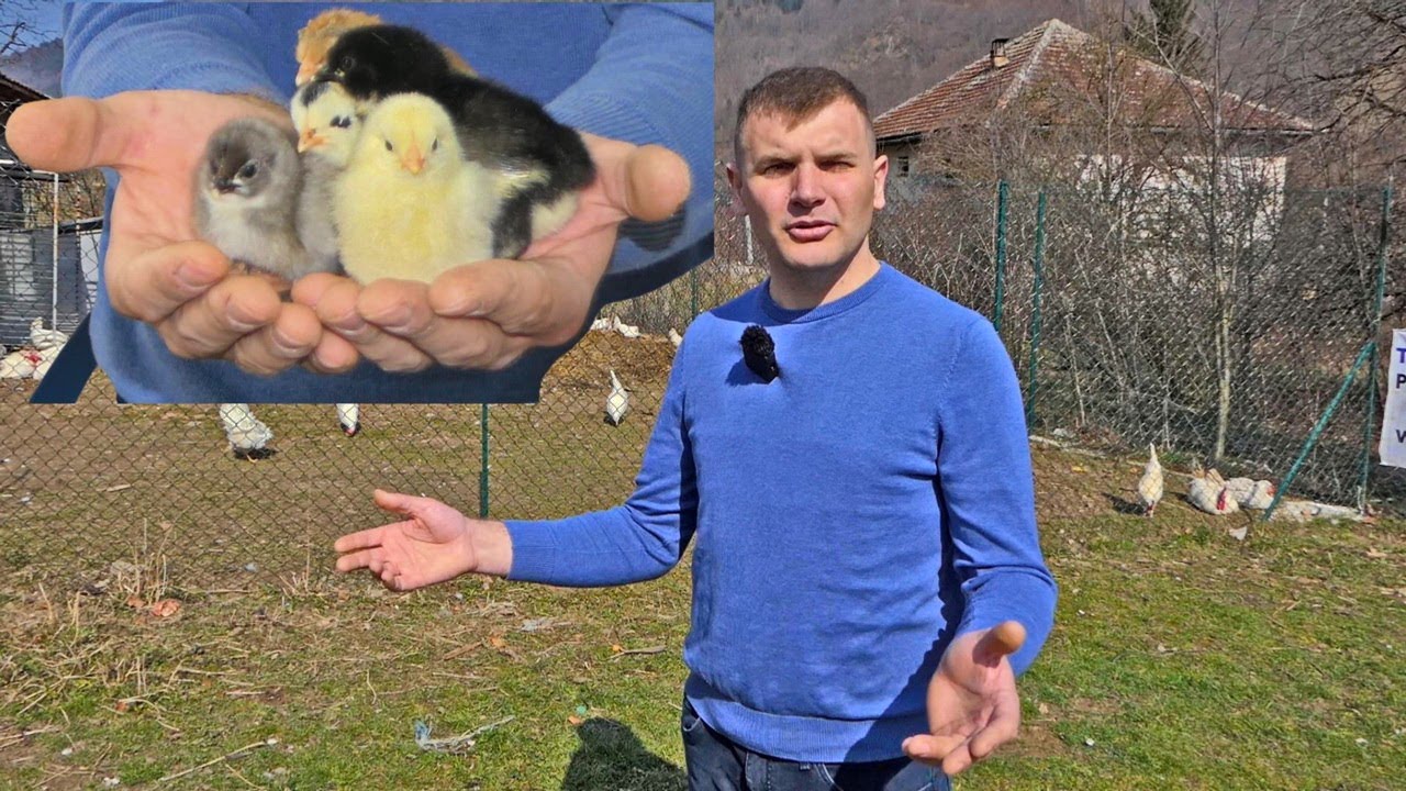 On je kralj pilića, pravi inkubatore koji su najtraženiji za koje ne treba nikakvo znanje