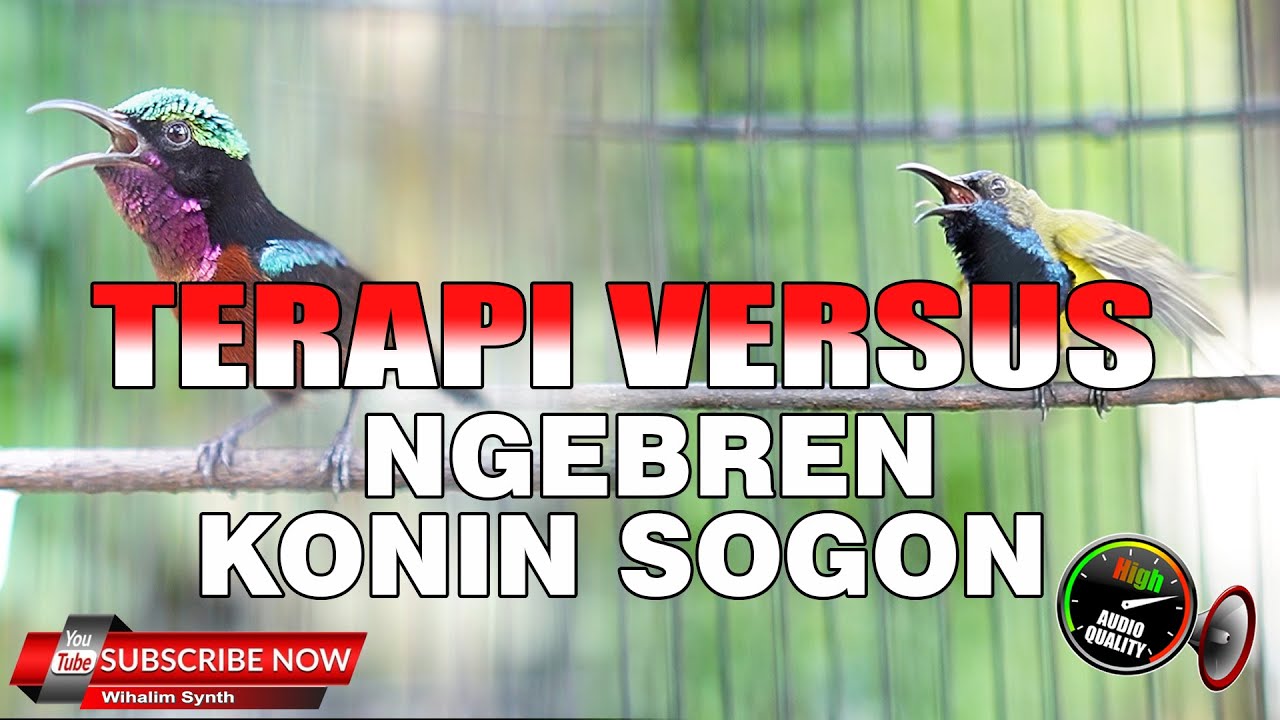 COBA PAKAI PANCINGAN SOGON GACOR NGEBREN DAN KONIN GACOR INI !!! TERAPI KONIN SOGON VERSUS