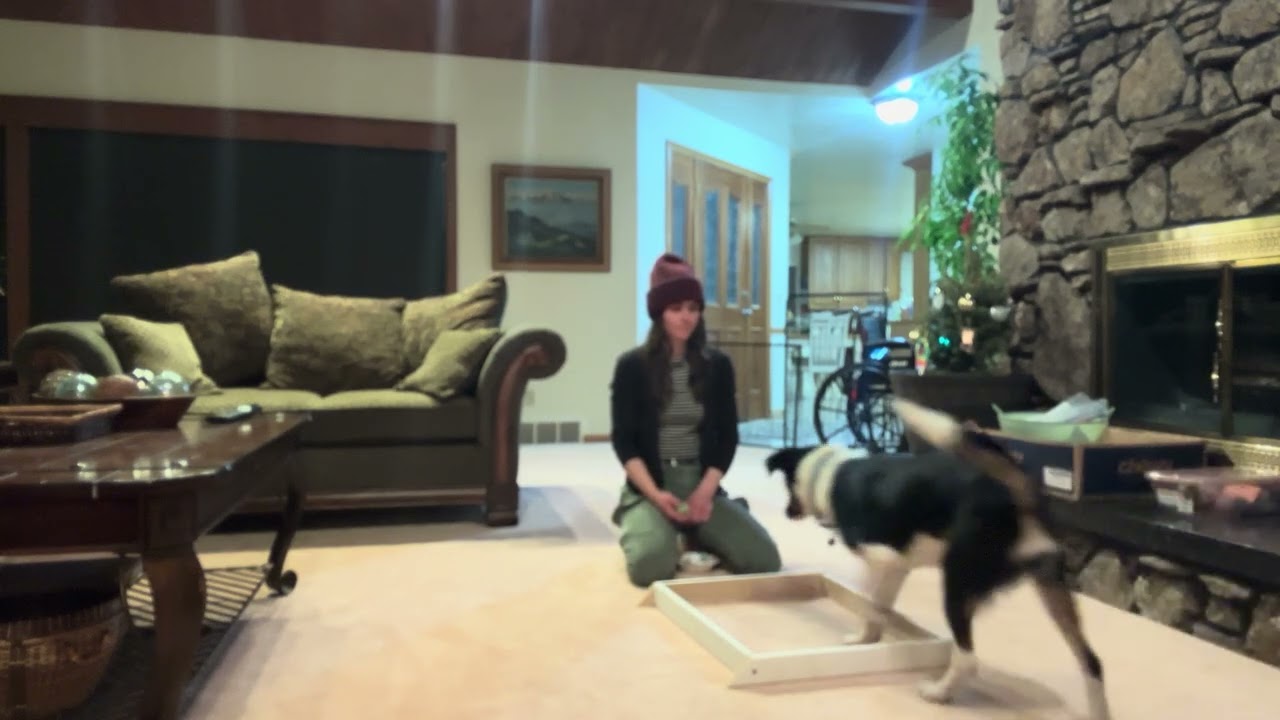 4.2 Shape get in the box - Sarah and Champ 3.0 