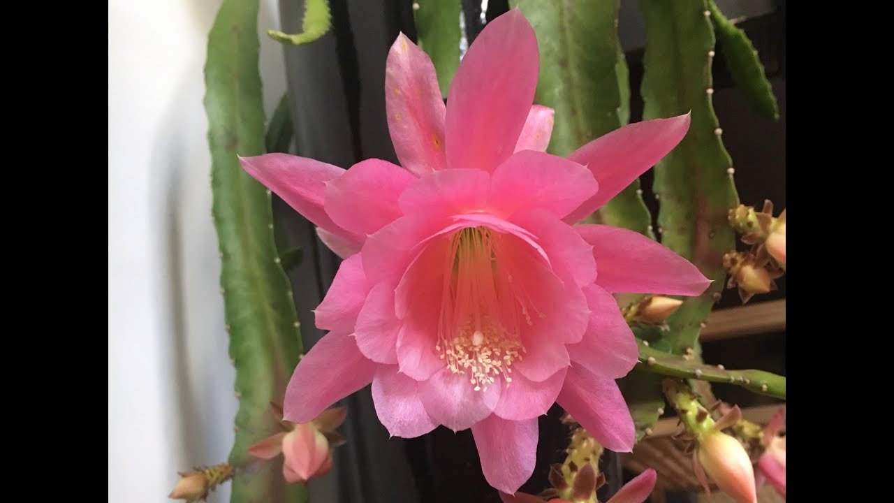 How to propagate Orchid cactus (Epiphyllum)