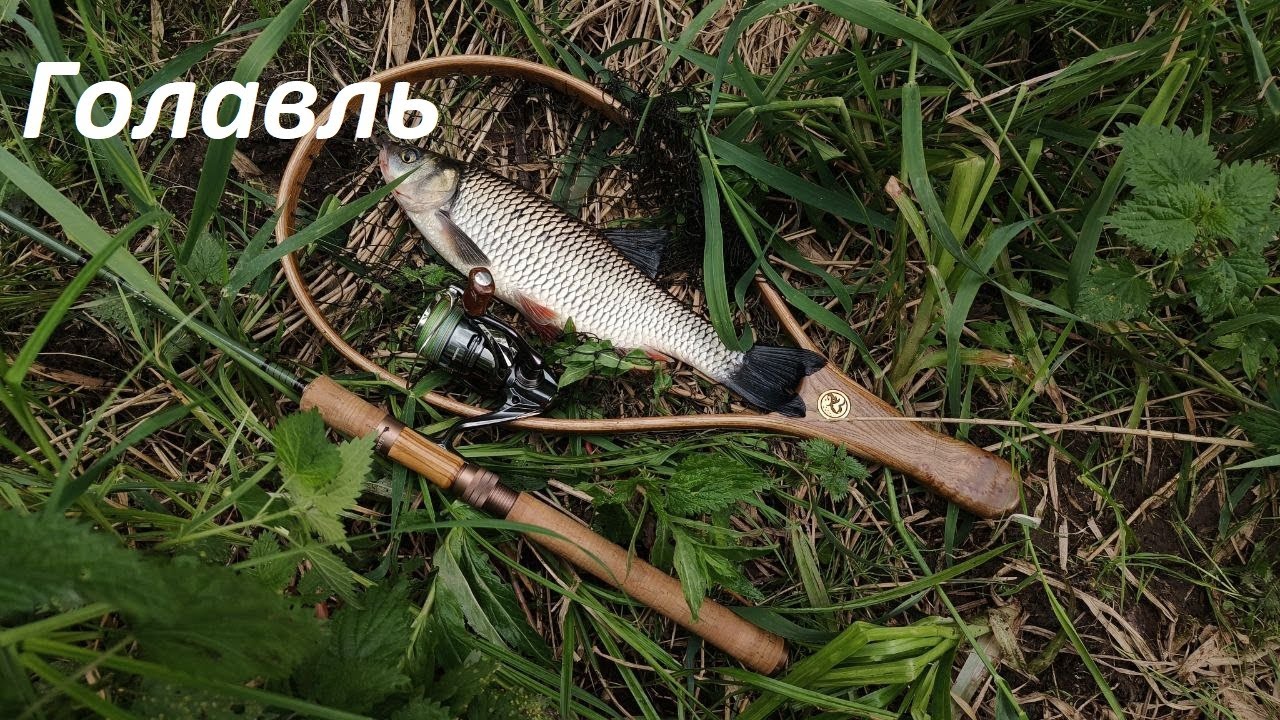 Голавль