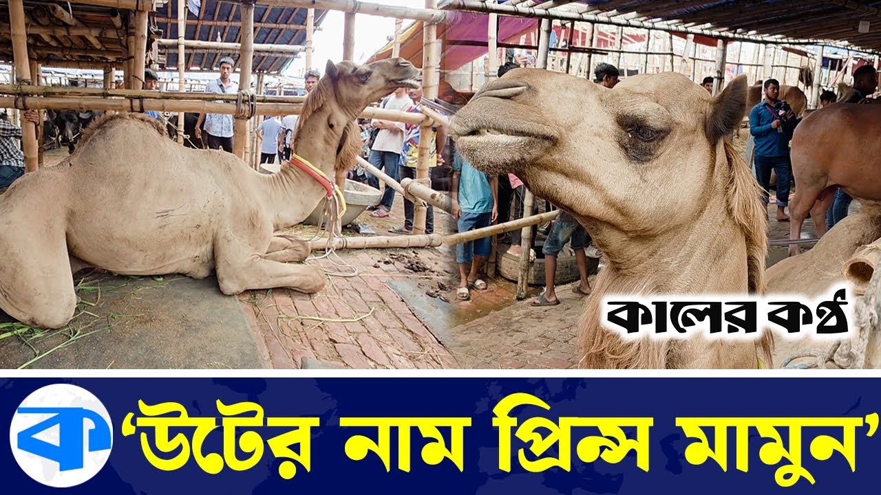 গাবতলি হাটের এই উটের নাম 'প্রিন্স মামুন' | Camel | Prince Mamun | Gabtoli