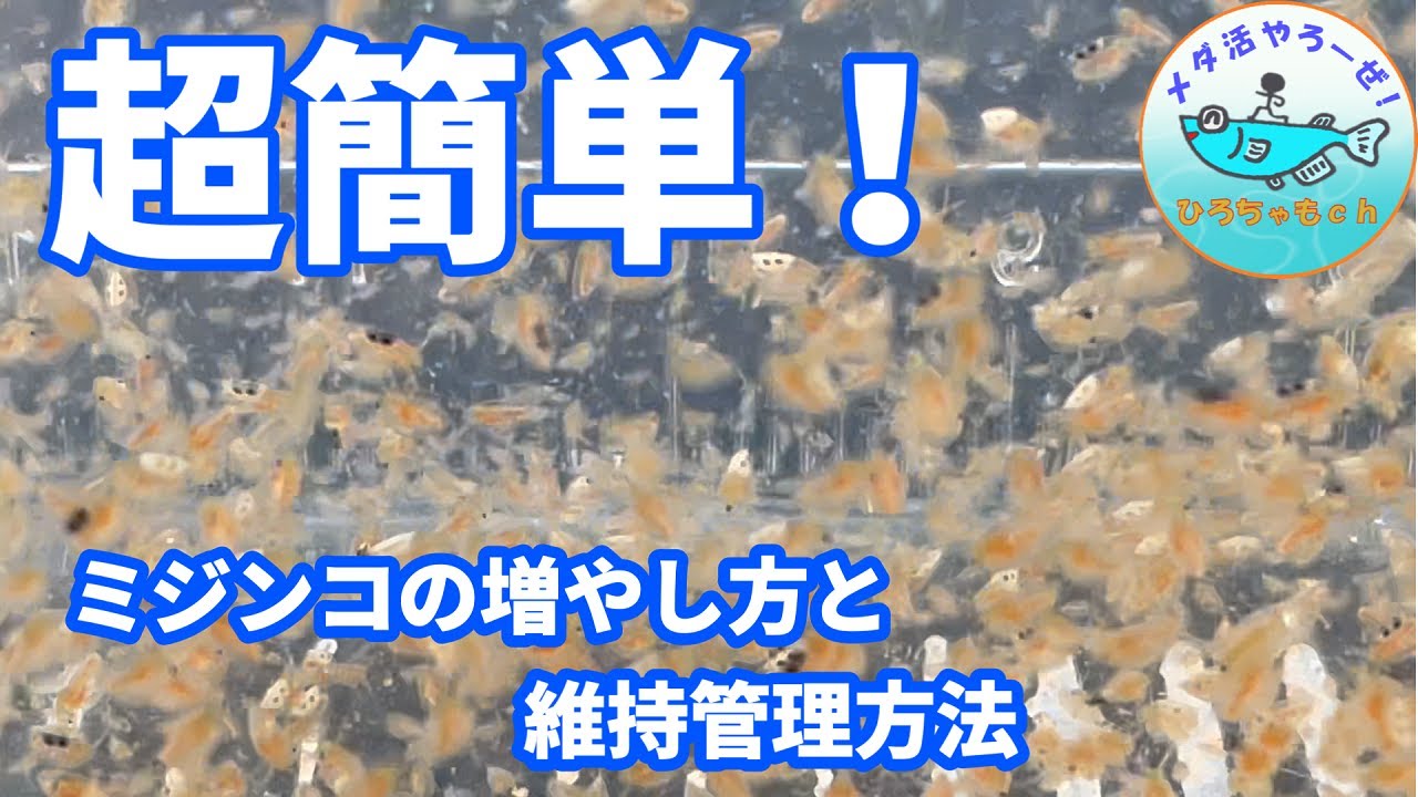 超簡単！ミジンコの増やし方と維持管理方法