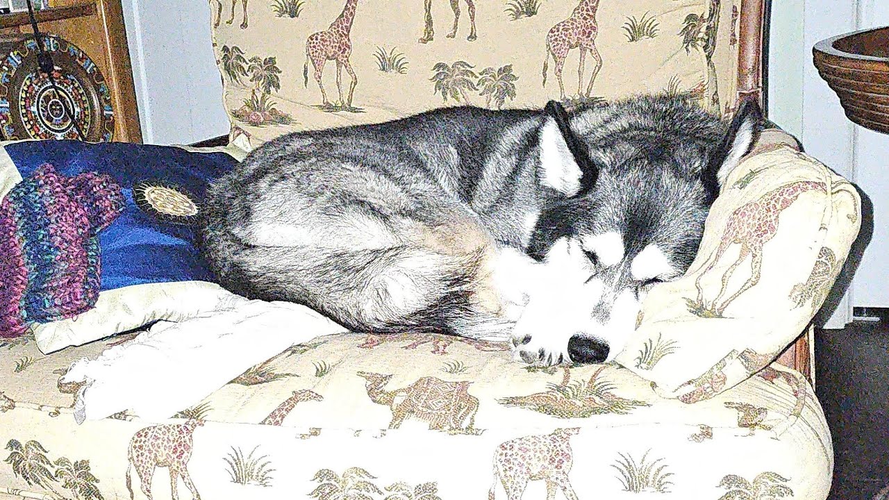 Animal Care with Loony the husky ft. The Animal Lover Channel (@animallover-1-e7w)