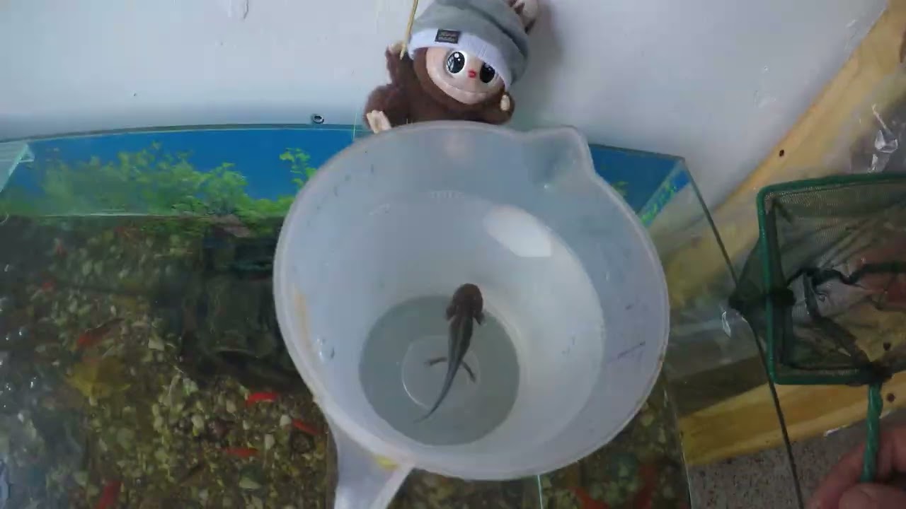 Un d&iacute;a de trabajo en JFishing | Axolotes, Tritones y acuarios incre&iacute;bles.