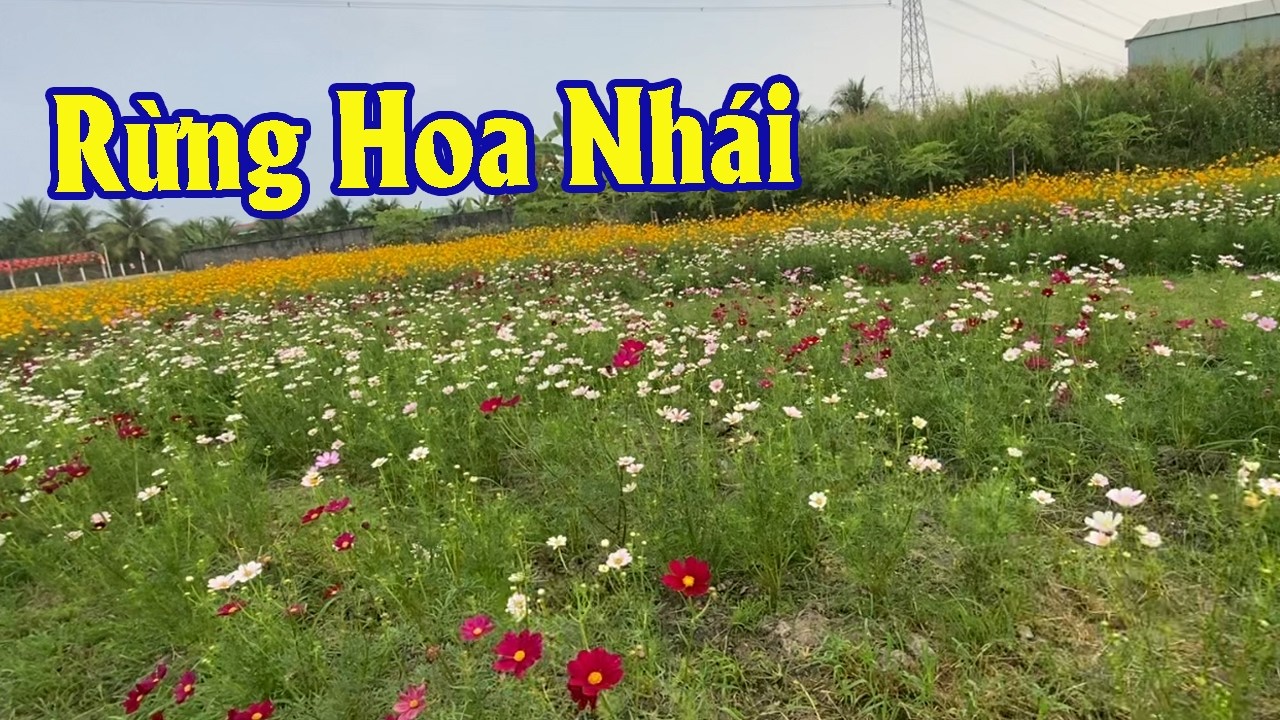 Phát Hiện Rừng Hoa Nhái Đẹp Nhất Trên Đường Về Nhà | Góc Miền Tây #584