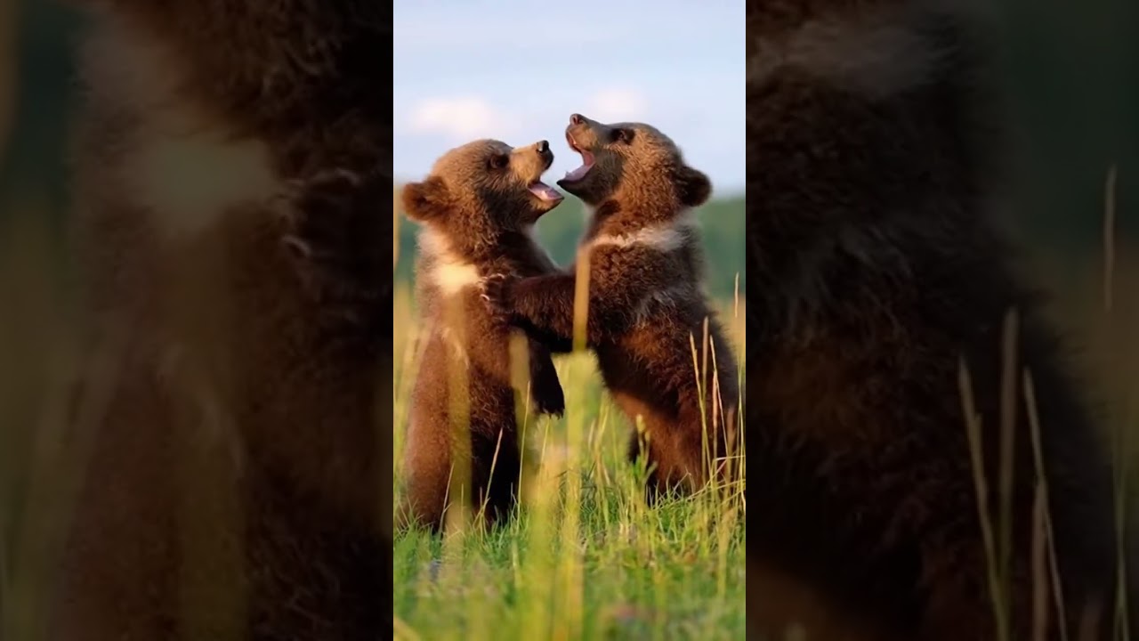 The Secret Handshake Gone Wrong