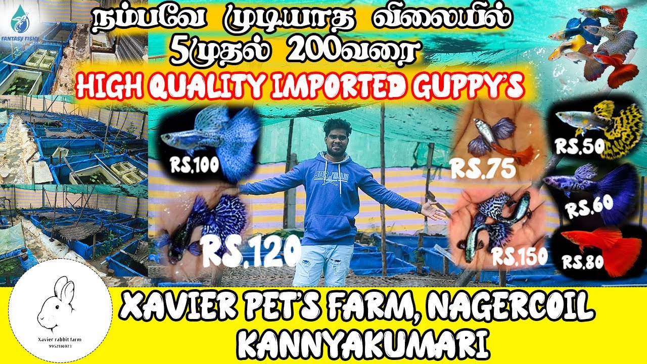 குறைந்த விலையில் உயர் ரக கப்பி மீன்கள் நமது நாகர்கோவிலில்|explore Xavier pet's farm|#kanyakumari