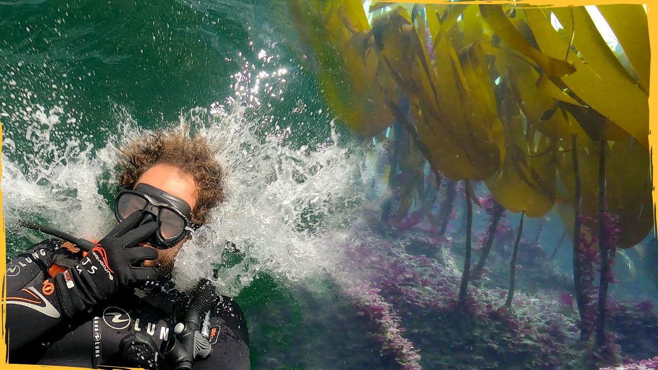 Bringing back the Lost Kelp Forests of Europe - Project Vlog