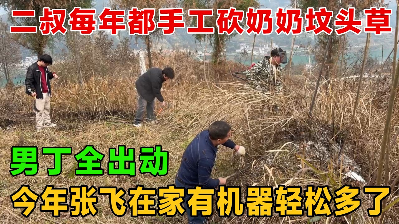 二叔三父子每年都手工砍奶奶的坟头草，今年有了机器轻松多了，一年时间长得比人都高