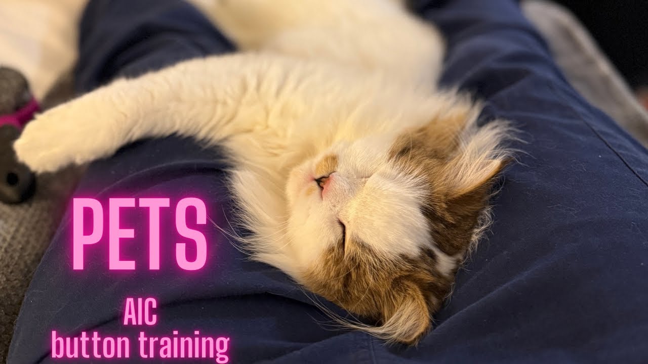 Button Training Update: &ldquo;Pets&rdquo; With ​⁠​⁠@BilliSpeaks
