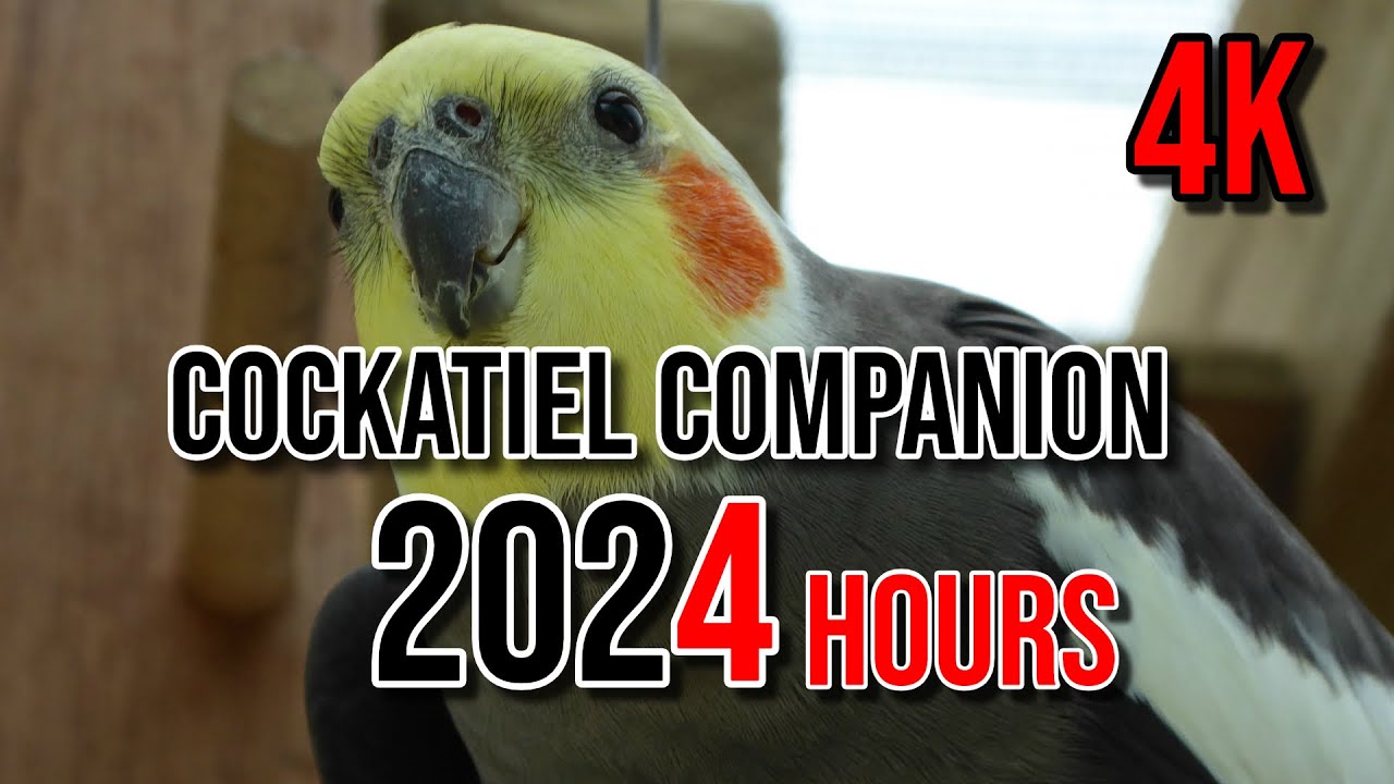 4K Cockatiel Companion 4 Hours of Birds for your Cockatiel OR TV For Cats