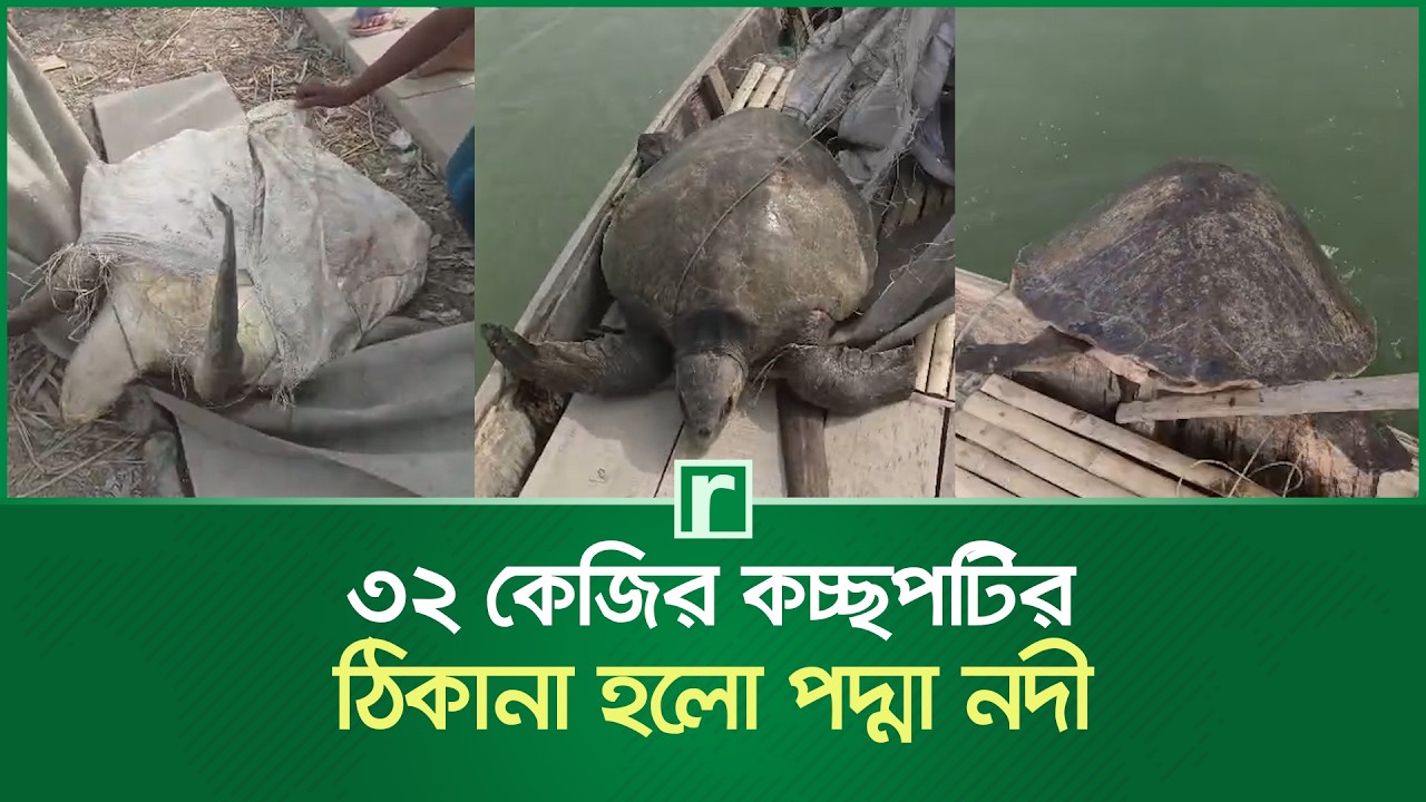 ৩২ কেজির ‍কচ্ছপটির ঠিকানা হলো পদ্মা নদী | Turtle | Padma River | Madaripur News | RisingBD