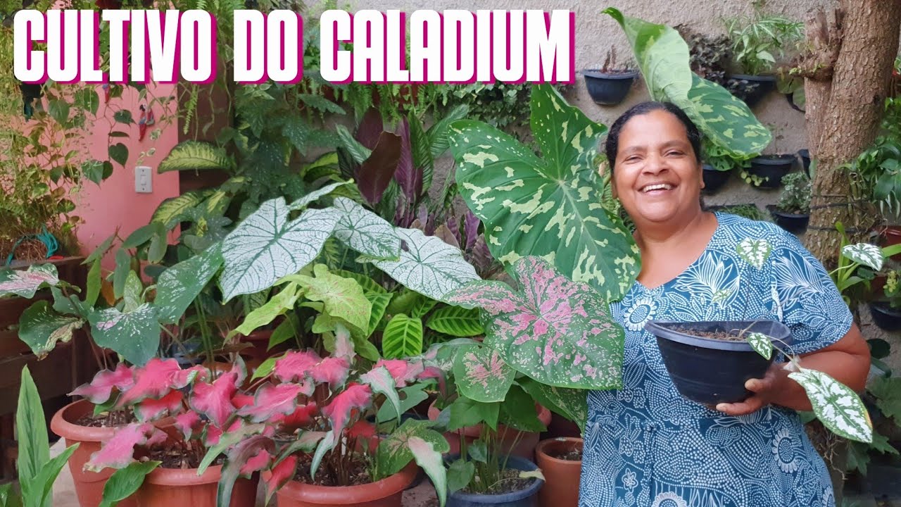 CALADIUM OU TINHORÃO: DICAS DE CULTIVO | DICAS PARA TER FOLHAS GRANDES E BONITAS | FASE DE DORMÊNCIA