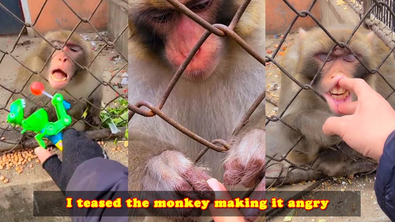 today i teased the monkey and it was very angry 🤣🤣