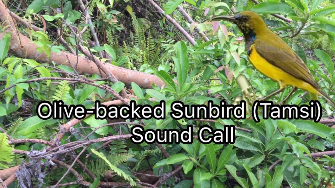 Olive-backed Sunbird ( Tamsi ) Sound Call | Tamsi