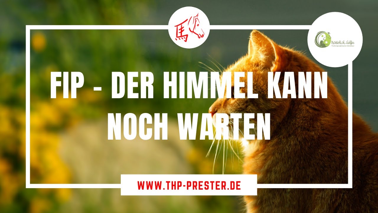 FIP bei der Katze - Der Himmel kann noch warten