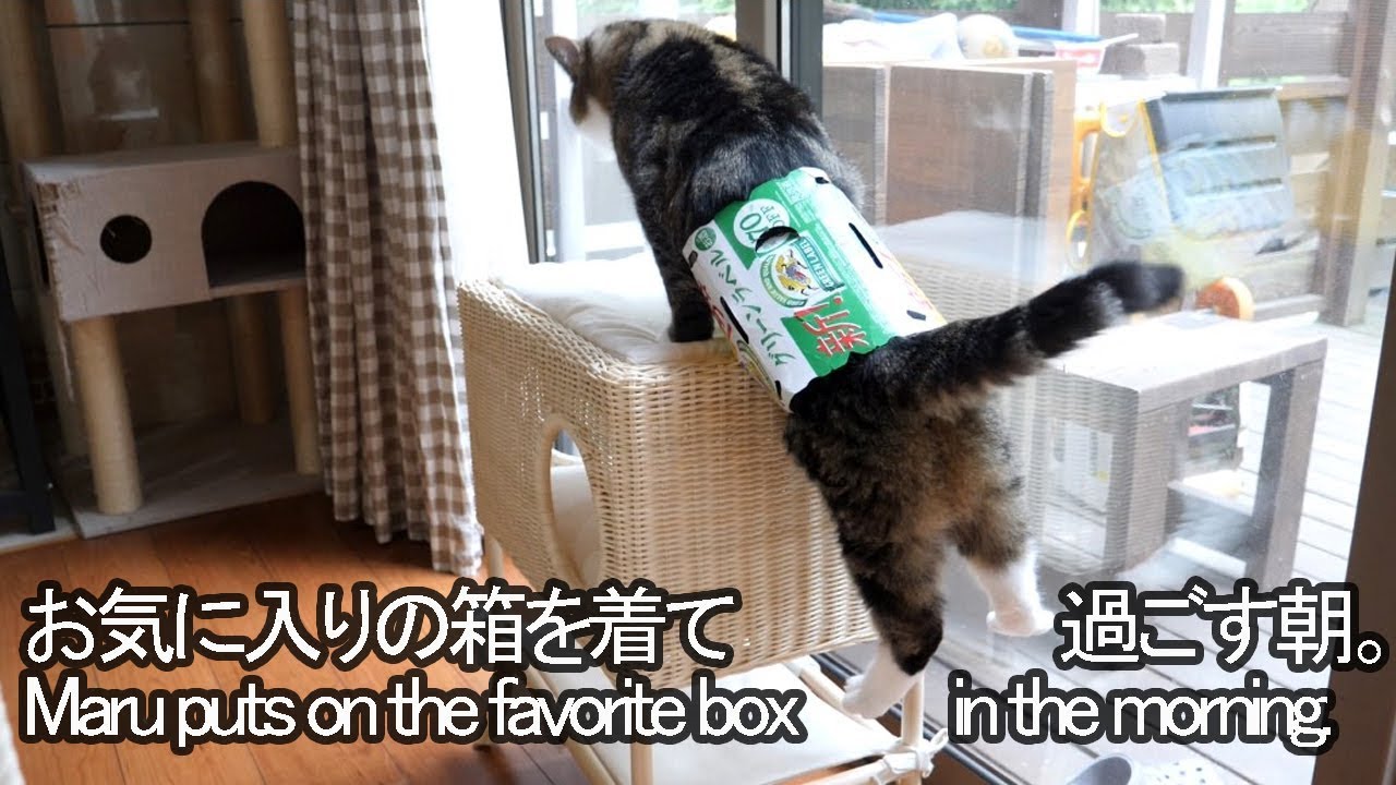 箱を着て１日を始めるねこ。-Maru puts on the box at the start of the day.-