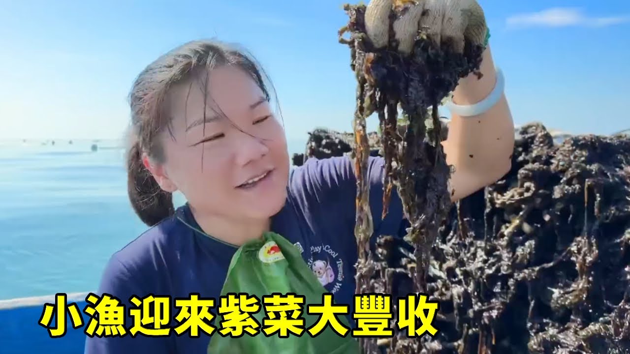 大海藏有驚喜，小漁迎來紫菜大豐收，空氣中都彌漫著紫菜的鮮香【漁小仙】
