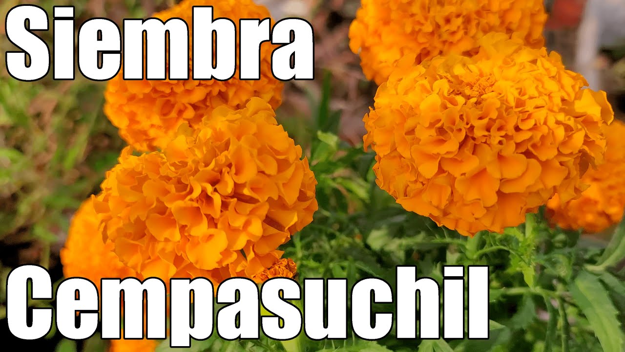 Como sembrar CEMPASUCHIL o TAGETES || Cultivar Cempasuchil || Bananafabric