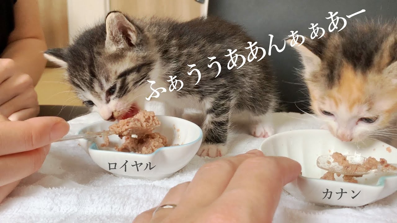 はじめての離乳食♪しゃべりながら食べる子猫発見！？ふぁううああんぁぁあー。めっちゃうまい♪なんじゃこりゃりゃぁあって聞こえる★7日目〈保護猫〉～Kitten growth record～