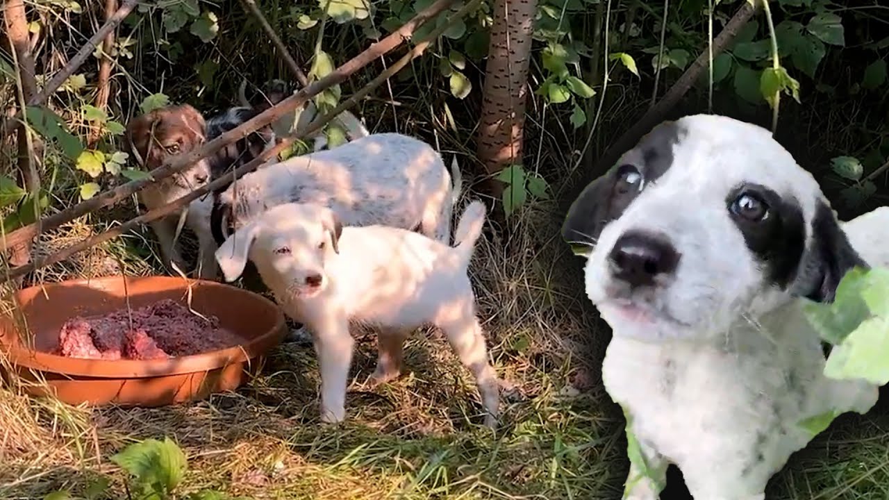 Yavru Köpekleri Çalıların Altında Bulduk