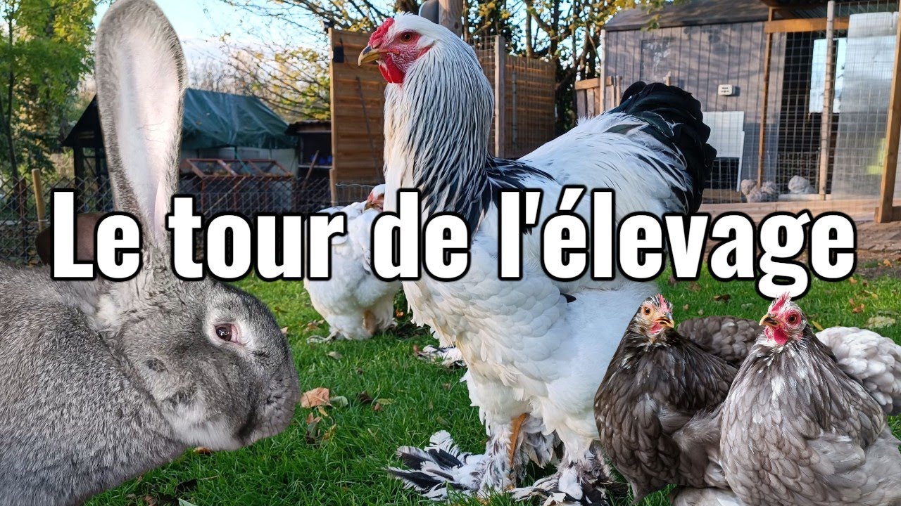 Le tour de l'élevage 