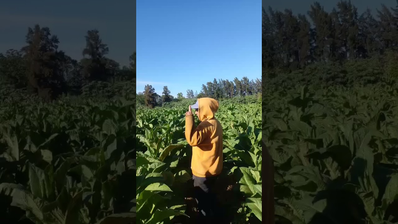 Aquí compartiendo un poco de lo que fué trabajar en el tabaco en Jujuy🌼 