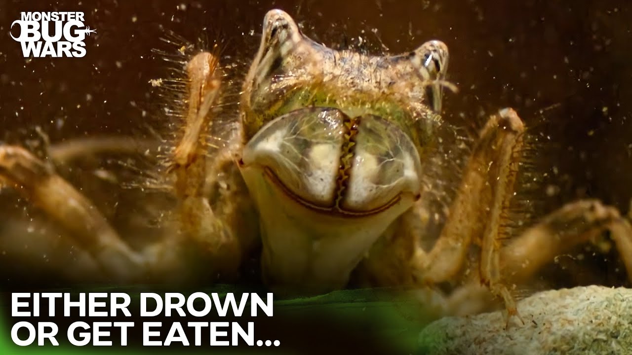 The Unforgiving World of Pond Predators | Monster Bug Wars