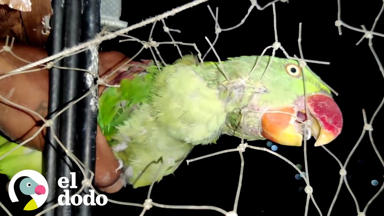 Chico rescata a un loro sediento enredado en una red | El Dodo